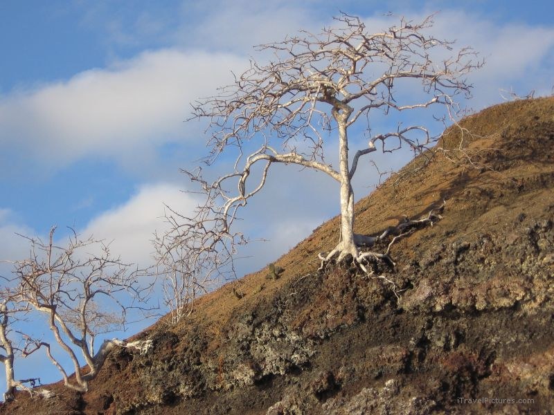 Elizabeth tree trees island